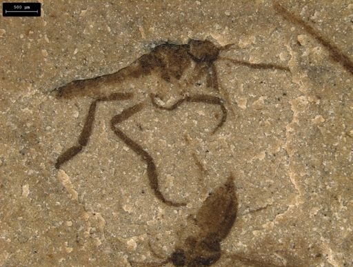 Diptera?