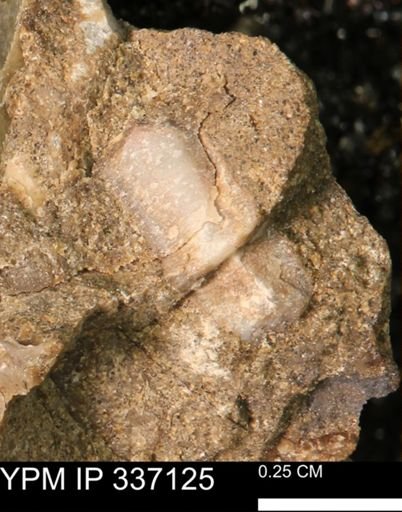 undet. Mollusca