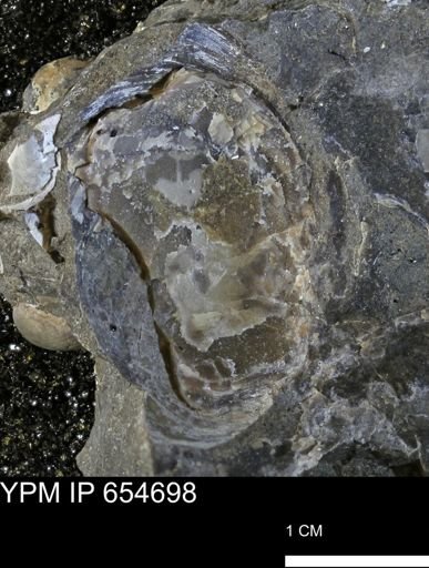 Dosiniopsis deweyi