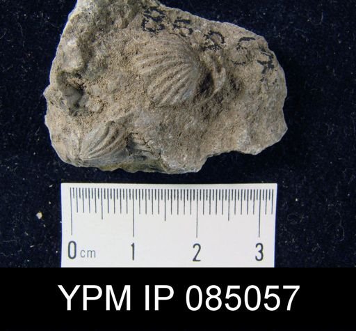 Camarotoechia fringilla