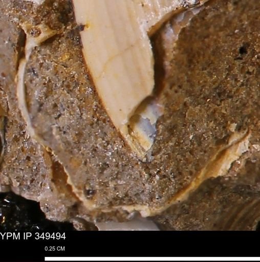 undet. Mollusca