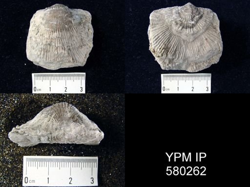 Desquamatia (Independatrypa) sp.