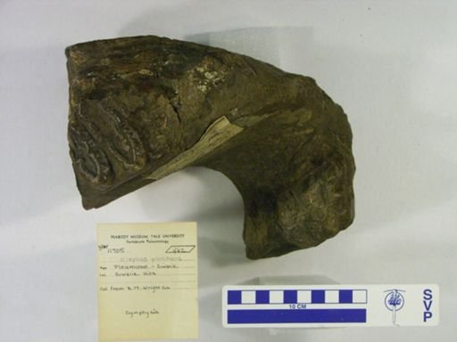 Elephas planifrons