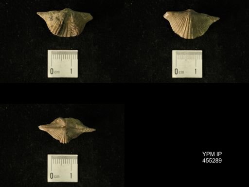 Platystrophia acutilirata prolongata