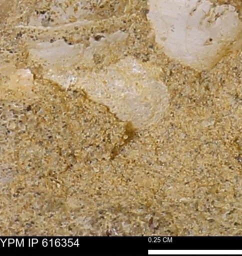 Protocardia subquadrata