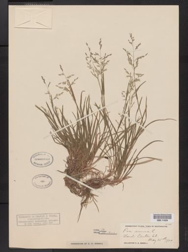 Poa annua