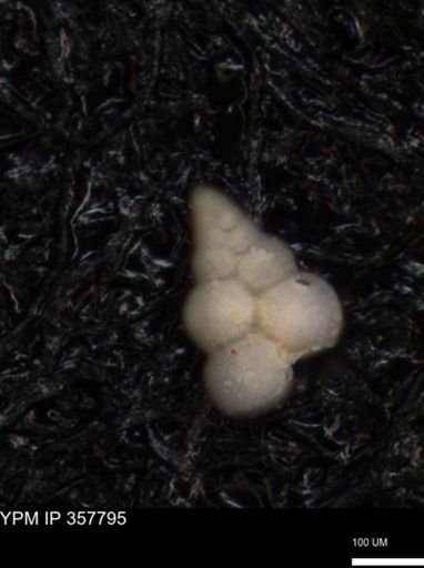 undet. Foraminiferida