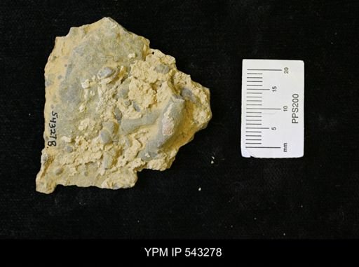 undet. Ichnofossil