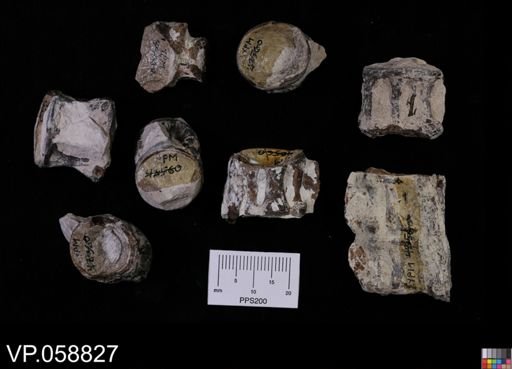 undet. Actinopterygii