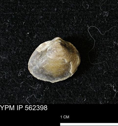 Limopsis striatopunctatus