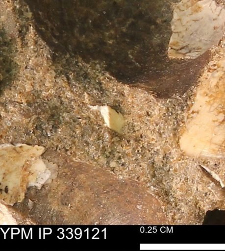 undet. Bivalvia