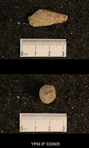 Meekospira peracuta choctawensis?