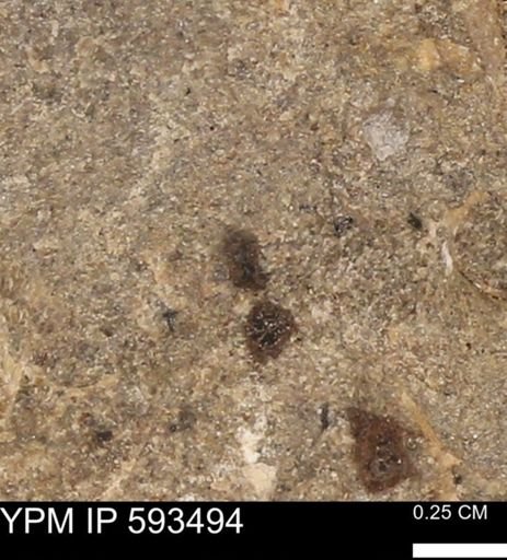 taxon undetermined