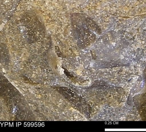 Protocardia subquadrata