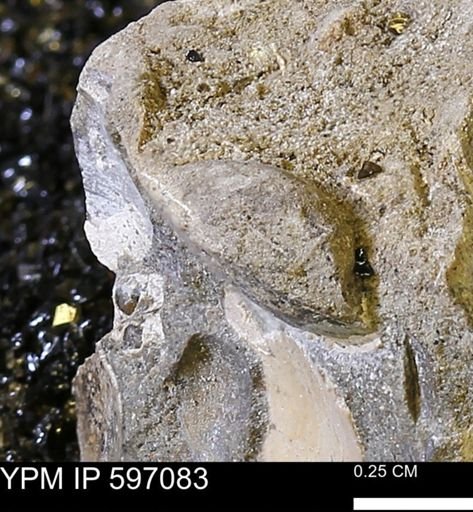 undet. Bivalvia
