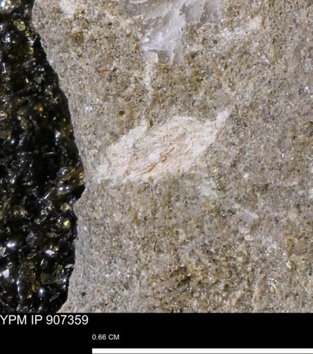 undet. Mollusca