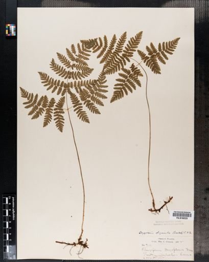 Dryopteris
