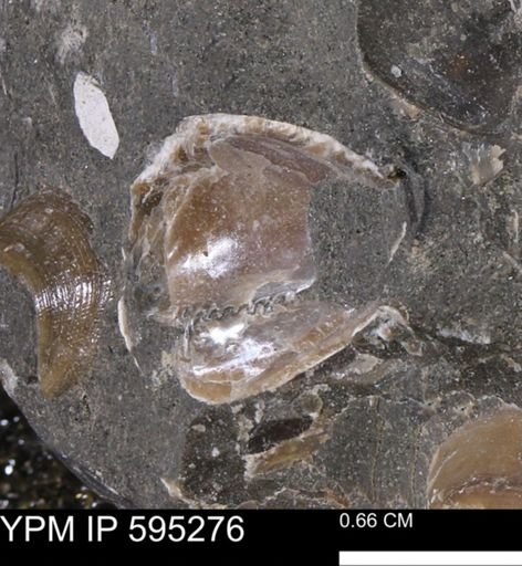 undet. Nuculanidae
