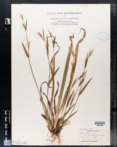 Carex laxiflora