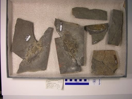 Semionotus sp.