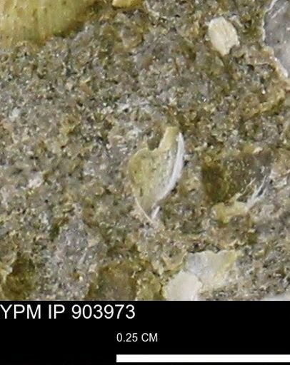 undet. Mollusca