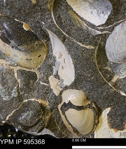 Protocardia sp.
