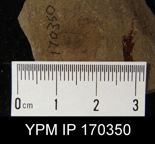 Strophomena delicatula