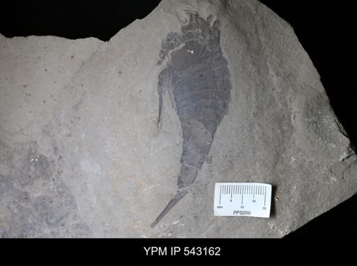 Eurypterus