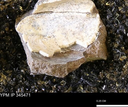 undet. Bivalvia