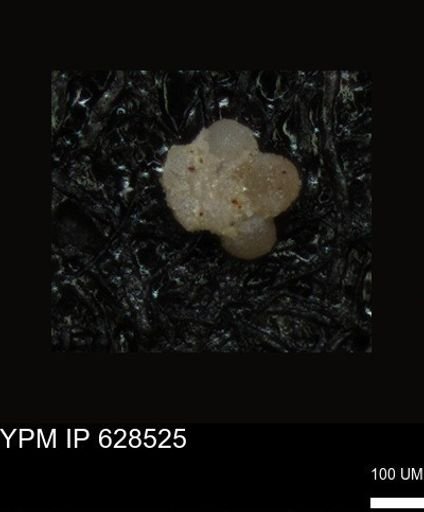 undet. Foraminiferida