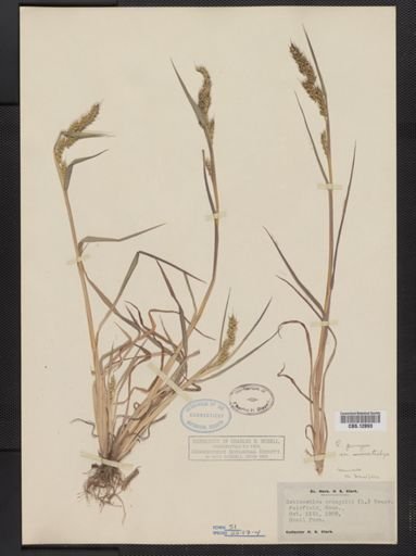 Echinochloa pungens