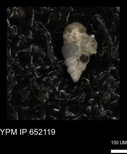 undet. Heterohelicidae