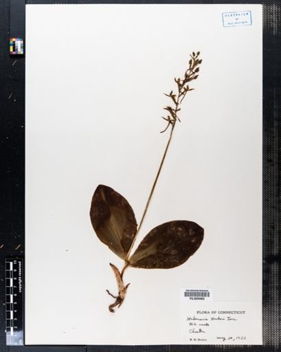 Habenaria hookeri