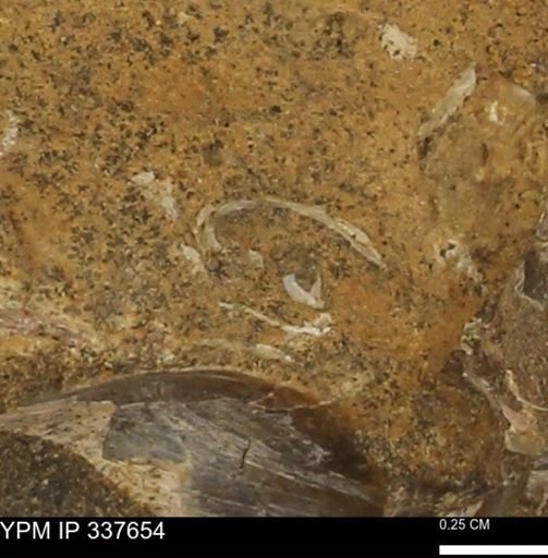 undet. Bivalvia