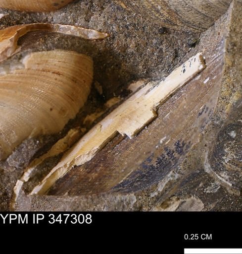 undet. Bivalvia