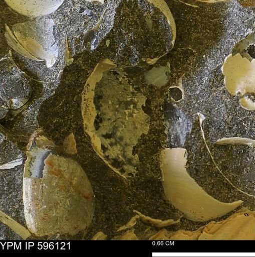 undet. Mollusca
