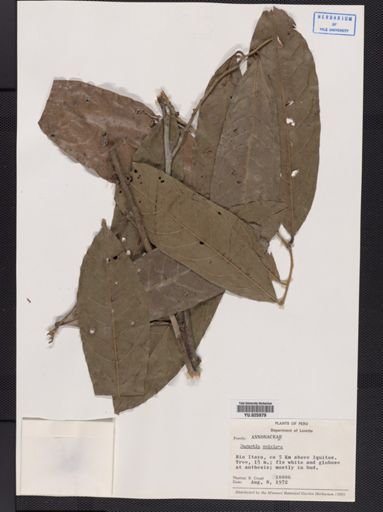 Duguetia