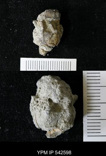 Arthroacantha punctobrachiata