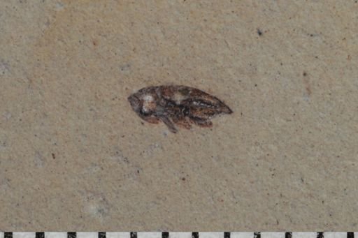 undet. Cryptorhynchinae