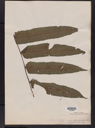 Athyrium