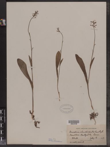 Denslovia clavellata