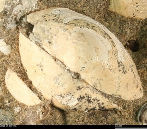 Protocardia sp.