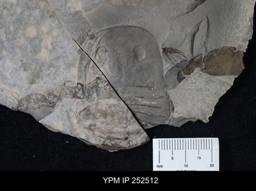 undet. Eurypterida