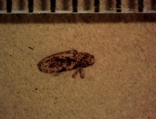 Cryptorhynchinae