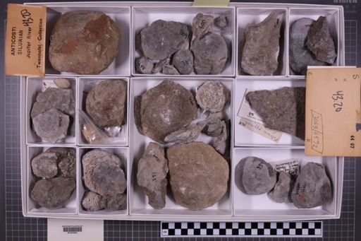 mixed taxa, stratigraphic collection