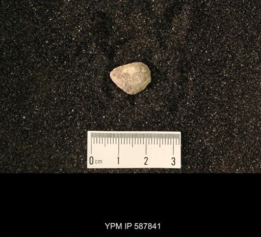 undet. Bryozoa