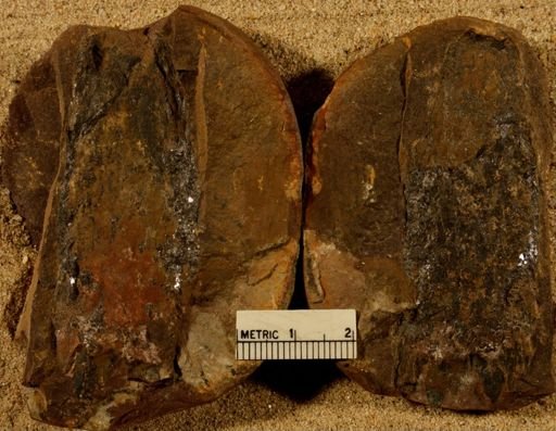 Lepidostrobus