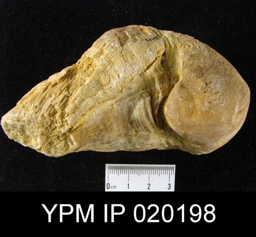Coralliochama orcutti