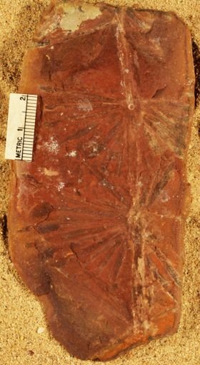 Annularia radiata