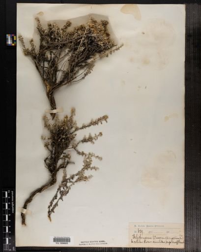 Plantae